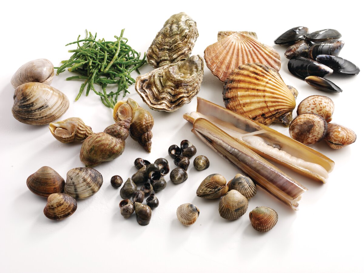 Mollusks & Shellfish